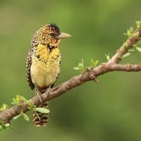 Brodal czarnogardły - Trachyphonus darnaudii  - D'Arnaud's Barbet