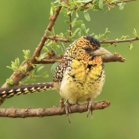 Brodal czarnogardły - Trachyphonus darnaudii  - D'Arnaud's Barbet