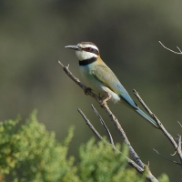 Żołna białogardła - Merops albicollis - White-throated Bee-eater