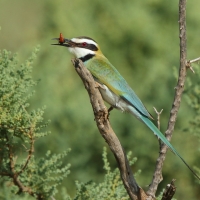 Żołna białogardła - Merops albicollis - White-throated Bee-eater