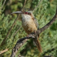 Żołna blada - Merops revoilii - Somali Bee-eater