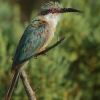 Żołna blada - Merops revoilii - Somali Bee-eater
