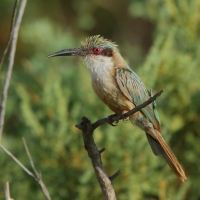 Żołna blada - Merops revoilii - Somali Bee-eater