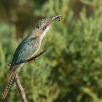 Żołna blada - Merops revoilii - Somali Bee-eater