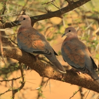 Synogarlica senegalska - Streptopelia senegalensis - Laughing Dove