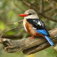 Łowiec szarogłowy - Halcyon leucocephala - Grey-headed Kingfisher