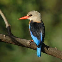 Łowiec szarogłowy - Halcyon leucocephala - Grey-headed Kingfisher