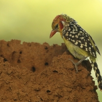 Brodal czerwonouchy - Trachyphonus erythrocephalus - Red-and-yellow Barbet