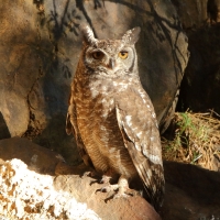 Puchacz plamisty - Bubo africanus - Spotted Eagle Owl