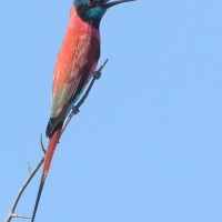 Żołna szkarłatna - Merops nubicus - Northern Carmine Bee-eater