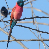 Żołna szkarłatna - Merops nubicus - Northern Carmine Bee-eater