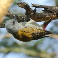 Dzięcioł popielaty - Dendropicos goertae - African Grey Woodpecker
