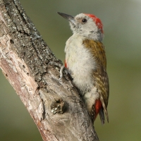 Dzięcioł popielaty - Dendropicos goertae - African Grey Woodpecker