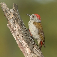 Dzięcioł popielaty - Dendropicos goertae - African Grey Woodpecker