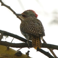 Dzięcioł jasnolicy - Dendropicos fuscescens - Cardinal Woodpecker