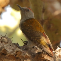 Dzięcioł popielaty - Dendropicos goertae - African Grey Woodpecker
