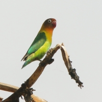 Nierozłączka czarnogłowa - Agapornis personatus - Yellow-collared Lovebird