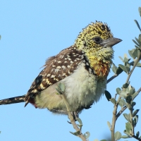 Brodal czarnogardły - Trachyphonus darnaudii  - D'Arnaud's Barbet