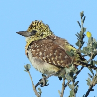 Brodal czarnogardły - Trachyphonus darnaudii  - D'Arnaud's Barbet