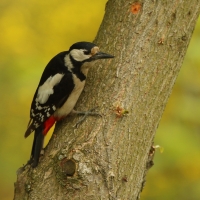 Dzięcioł duży - Dendrocopos major - Great Spotted Woodpecker