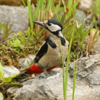 Dzięcioł duży - Dendrocopos major - Great Spotted Woodpecker
