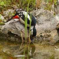 Dzięcioł duży - Dendrocopos major - Great Spotted Woodpecker