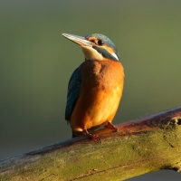Zimorodek zwyczajny - Alcedo atthis - Common Kingfisher