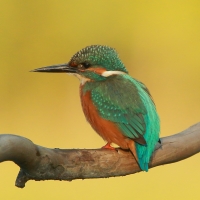 Zimorodek zwyczajny - Alcedo atthis - Common Kingfisher
