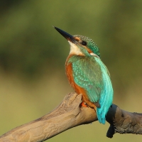 Zimorodek zwyczajny - Alcedo atthis - Common Kingfisher