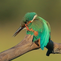 Zimorodek zwyczajny - Alcedo atthis - Common Kingfisher