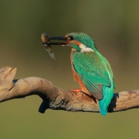 Zimorodek zwyczajny - Alcedo atthis - Common Kingfisher