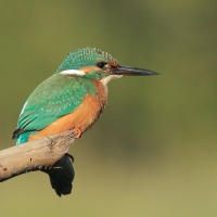 Zimorodek zwyczajny - Alcedo atthis - Common Kingfisher