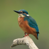 Zimorodek zwyczajny - Alcedo atthis - Common Kingfisher