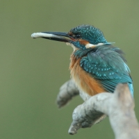 Zimorodek zwyczajny - Alcedo atthis - Common Kingfisher