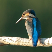 Zimorodek zwyczajny - Alcedo atthis - Common Kingfisher