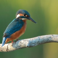 Zimorodek zwyczajny - Alcedo atthis - Common Kingfisher