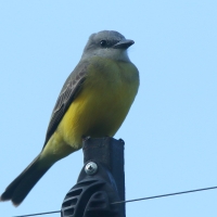 Tyran melancholijny - Tropical Kingbird