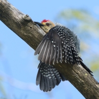 Dzięciur płomiennogłowy - Melanerpes hoffmannii - Hoffmann's Woodpecker
