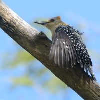 Dzięciur płomiennogłowy - Melanerpes hoffmannii - Hoffmann's Woodpecker