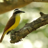 Bentewi wielki - Pitangus sulphuratus - Great Kiskadee
