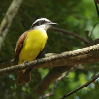 Bentewi wielki - Pitangus sulphuratus - Great Kiskadee