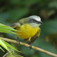 Bentewi szarogłowy - Gray-capped Flycatcher