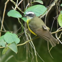 Bentewi krasnociemieniowy - Social Flycatcher