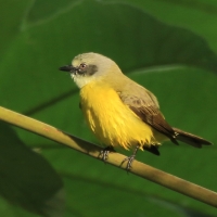 Bentewi szarogłowy - Gray-capped Flycatcher