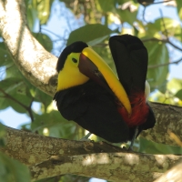 Tukan brązowodzioby - Ramphastos ambiguus swainsonii  - Yellow-throated Toucan