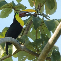 Tukan brązowodzioby - Ramphastos ambiguus swainsonii  - Yellow-throated Toucan