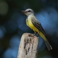 Tyran melancholijny - Tropical Kingbird