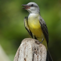 Tyran melancholijny - Tropical Kingbird
