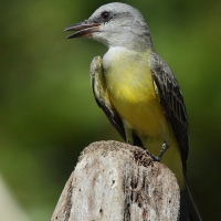 Tyran melancholijny - Tropical Kingbird
