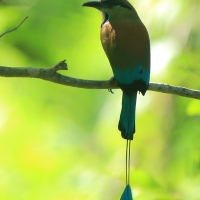 Piłodziób czarnogardły - Eumomota superciliosa - Turquoise-browed Motmot
